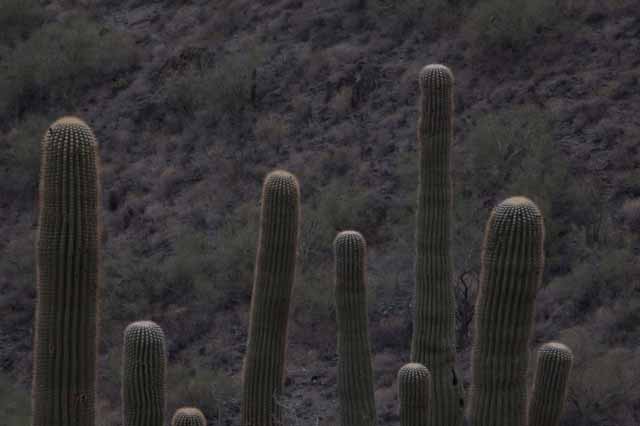 saguaro cactus
